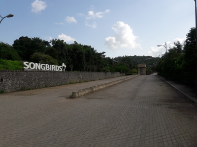 Skyi Songbirds