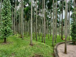 Residential land / Plot in Anaikatti, Coimbatore