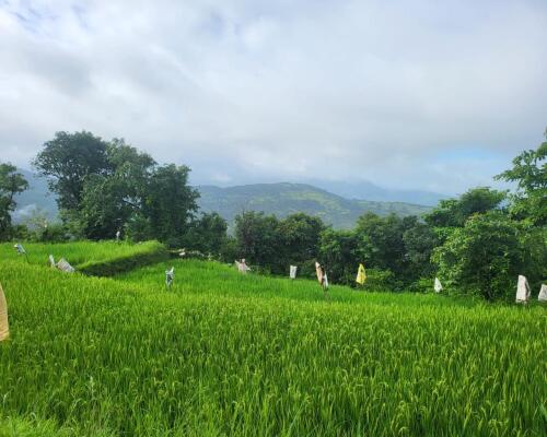 Residential land / Plot in Chiplun, Ratnagiri