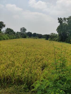 Residential land / Plot in Chiplun, Ratnagiri
