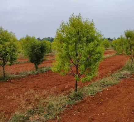 Residential land / Plot in IRC Village, Bhubaneswar