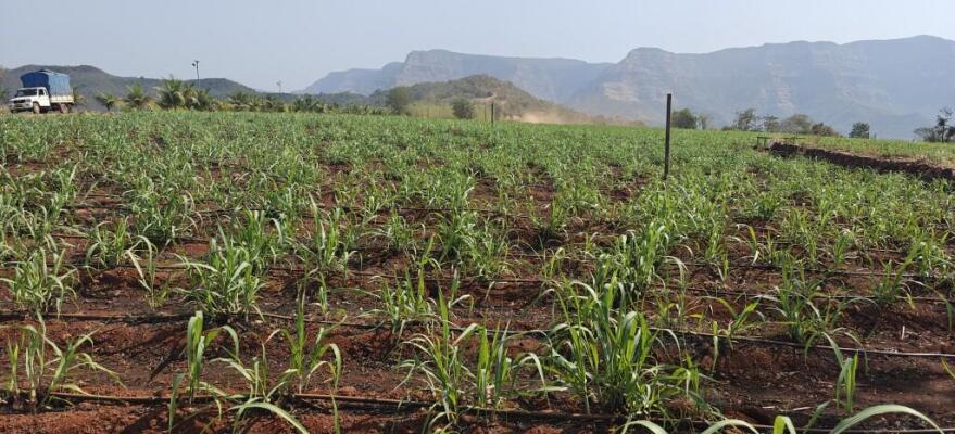 Residential land / Plot in Chiplun, Ratnagiri
