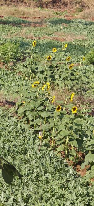 Residential land / Plot in Chiplun, Ratnagiri
