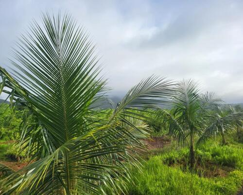 Residential land / Plot in Chiplun, Ratnagiri