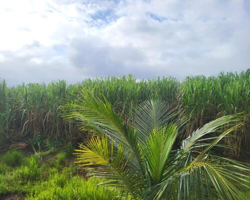Residential land / Plot in Chiplun, Ratnagiri