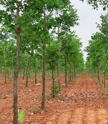 Residential land / Plot in IRC Village, Bhubaneswar