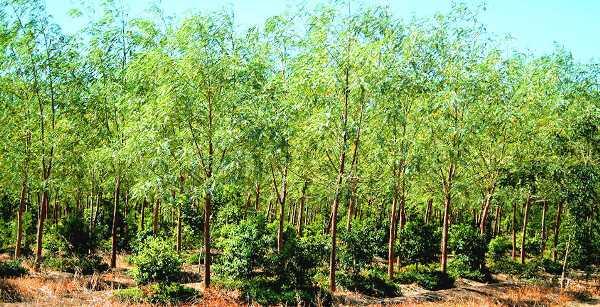 Residential land / Plot in IRC Village, Bhubaneswar