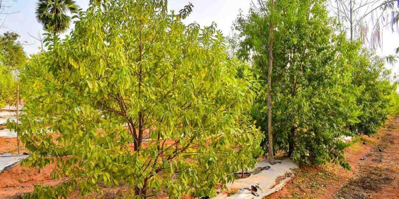 Residential land / Plot in IRC Village, Bhubaneswar