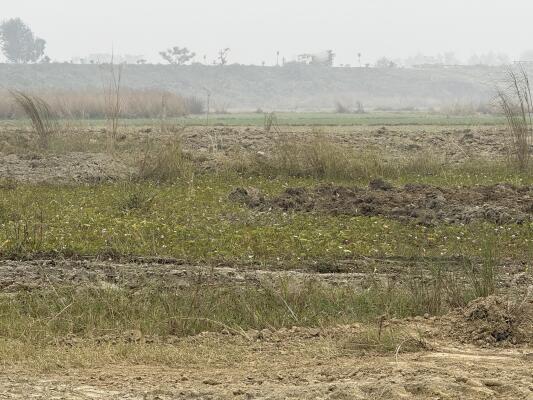Residential land / Plot in Chataria, Darbhanga