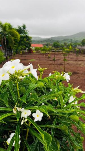 Residential land / Plot in Trimbak, Nashik
