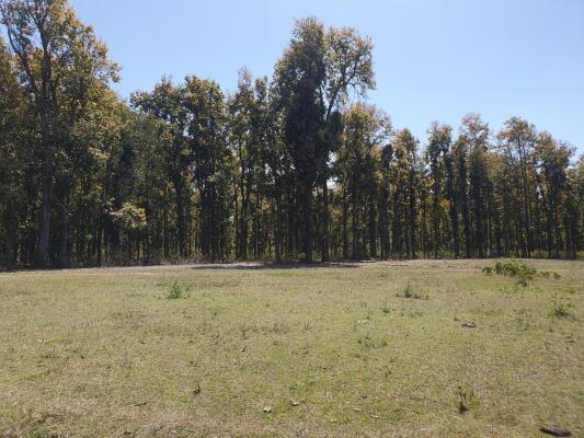 Residential land / Plot in Selakui, Dehradun