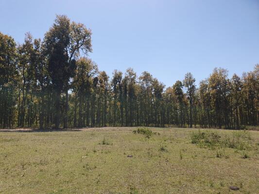 Residential land / Plot in Selakui, Dehradun