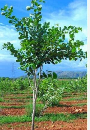Residential land / Plot in Anakapalle, Visakhapatnam