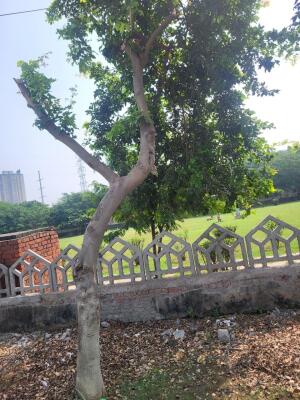 Residential land / Plot in Chi Phi, Greater Noida
