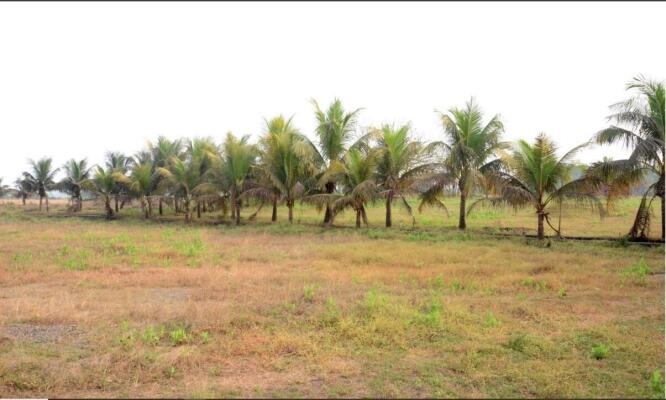Residential land / Plot in Alibaug, Raigad