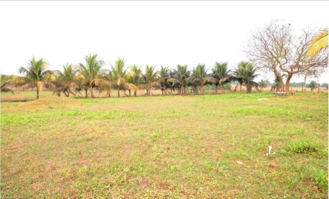 Residential land / Plot in Alibaug, Raigad