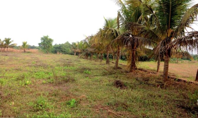 Residential land / Plot in Alibaug, Raigad