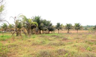 Residential land / Plot in Alibaug, Raigad