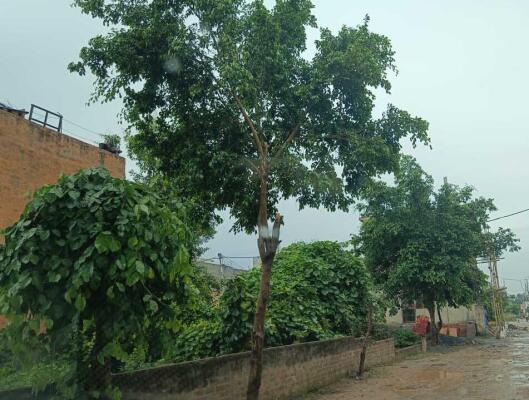Residential land / Plot in Tilapta, Greater Noida