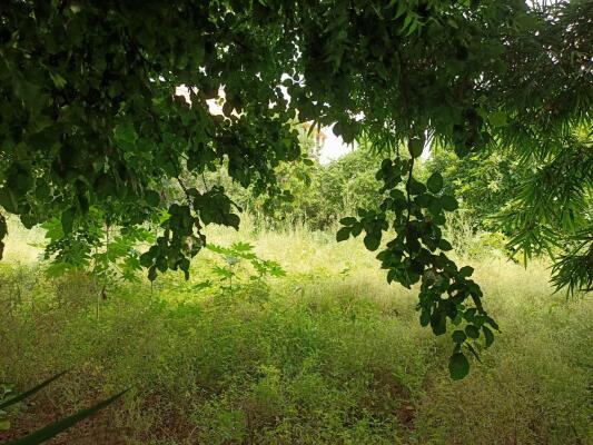 Residential land / Plot in Greenwood City, Gurgaon