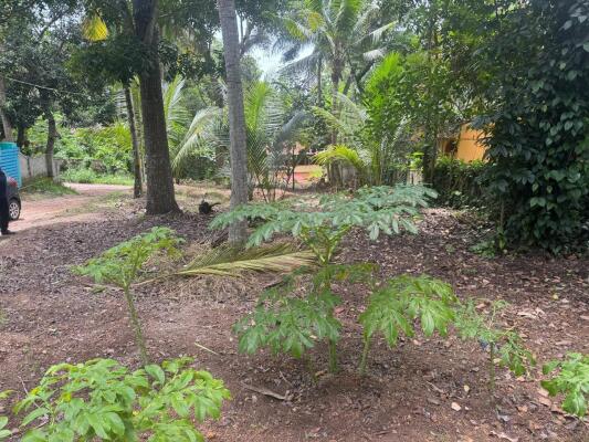 Residential land / Plot in Karyavattom, Trivandrum