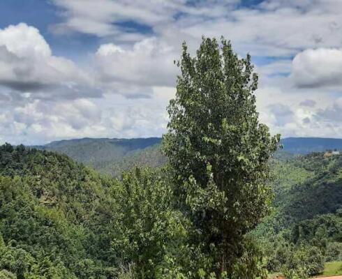 1 BHK Flat in Mukteshwar, Nainital